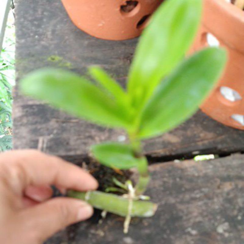 phi điệp lá mít văn sơn kie năm 2