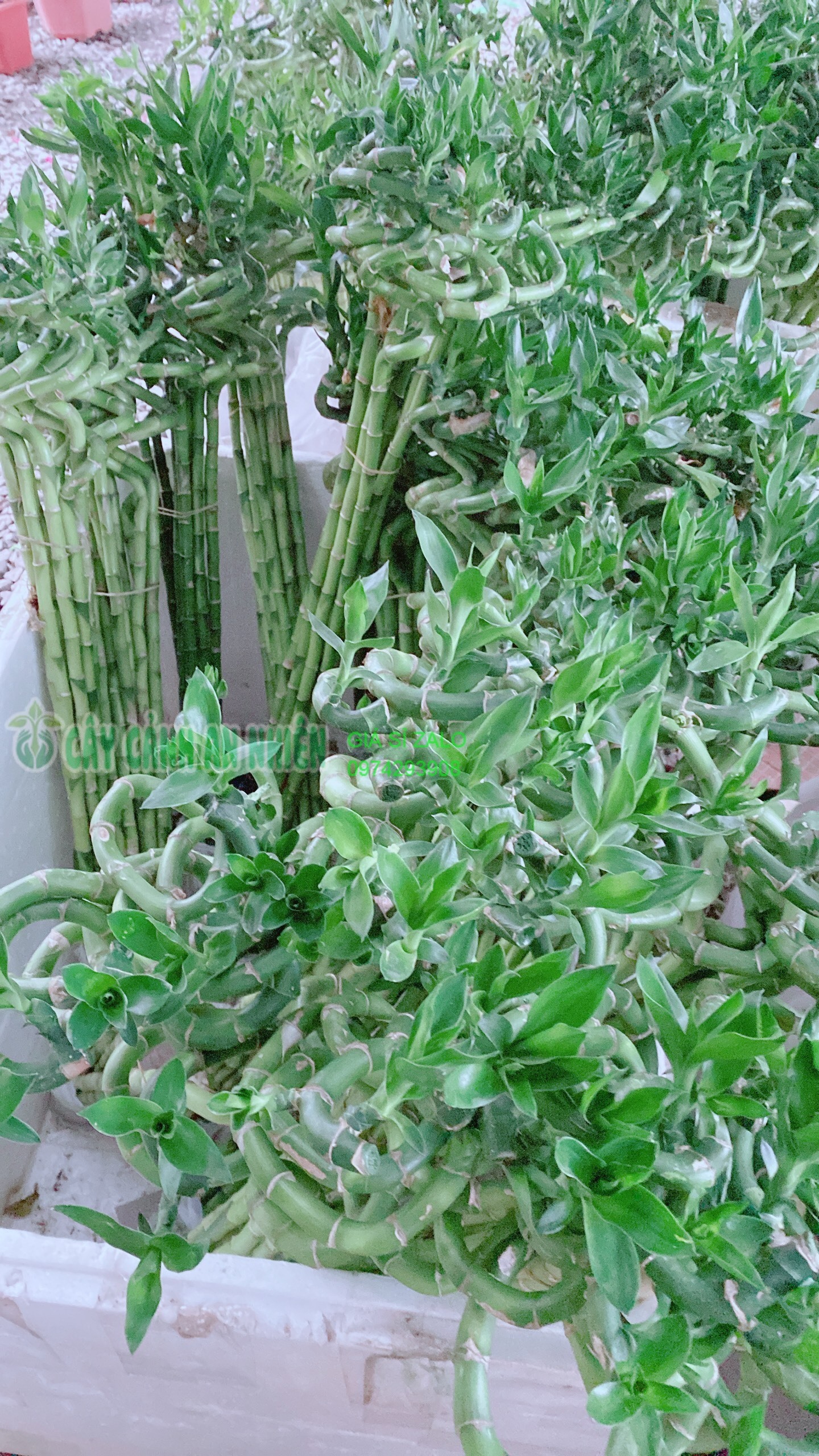 Bó trúc phát tài xoắn cao 80cm