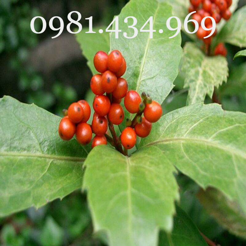 Cây Sói Rừng Khô 01KG Chất Lượng Cao Chất