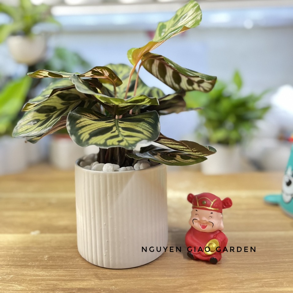 Cây đuôi công khổng tước để bàn