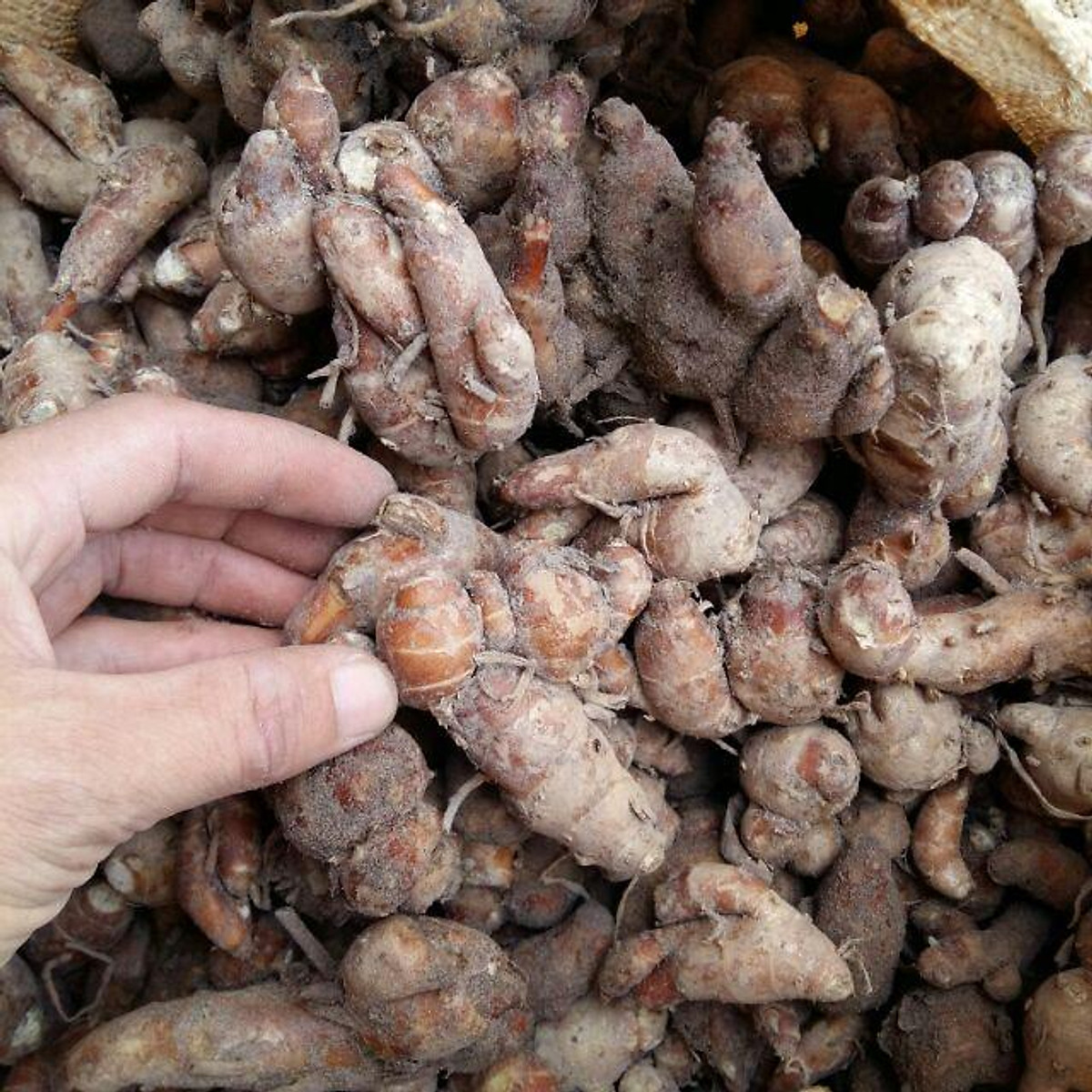 Củ Địa Liền (Xá Kén) Tươi 500G lz3