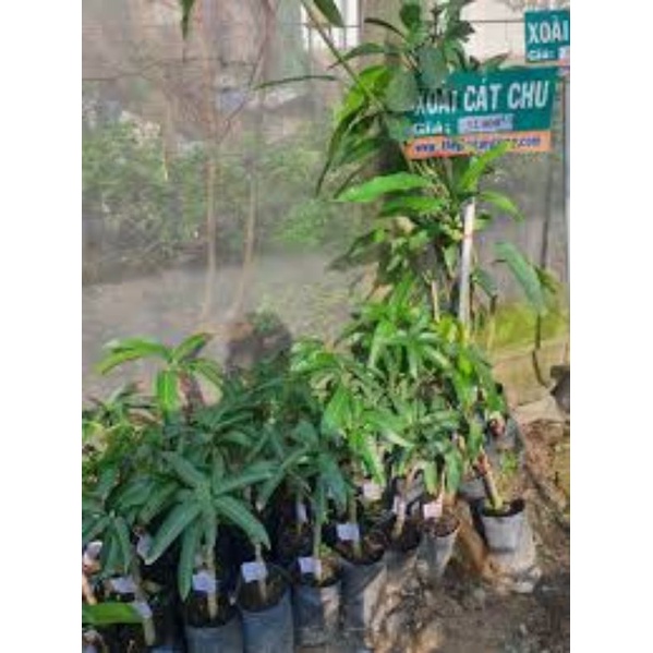 CÂY GIỐNG XOÀI CÁT CHU SIÊU SỚM (cây giống siêu sớm có bảo hành )