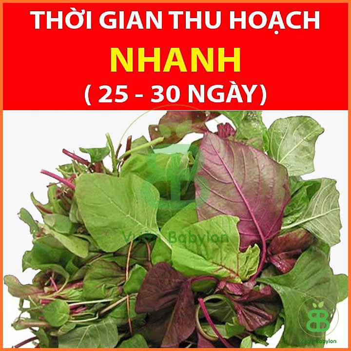 Hạt Giống Rau Dền 3 Màu Cao Sản 20GR