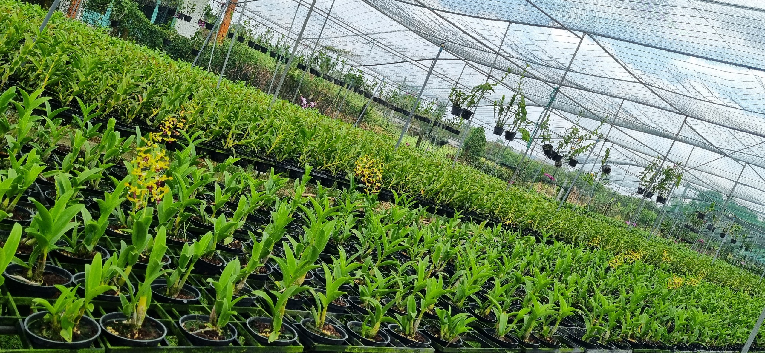 HOA LAN SING VÀNG ĐỎ