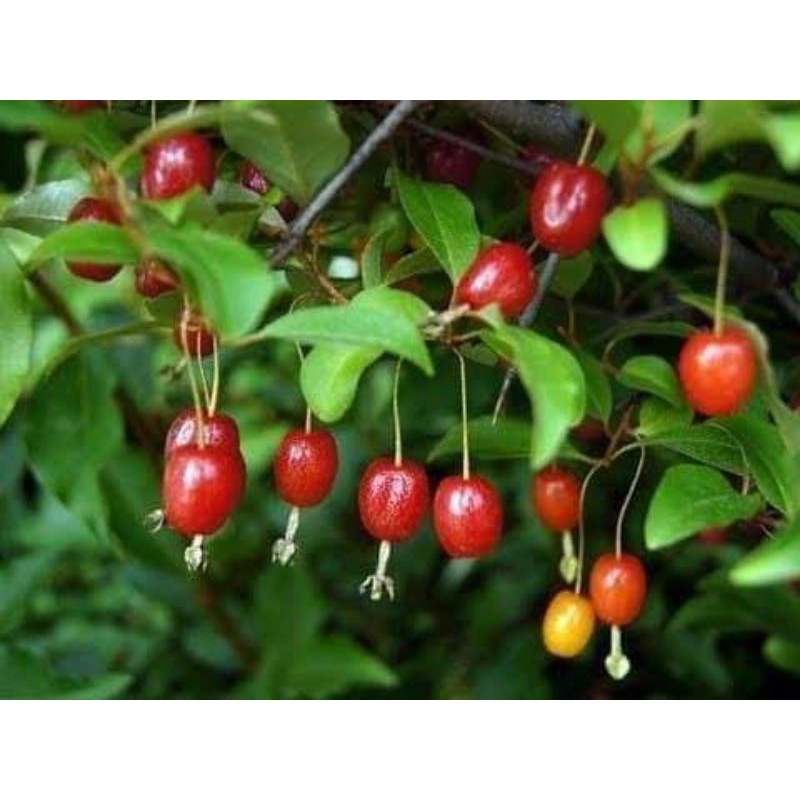 CÂY GIỐNG NHÓT NGỌT CHERRY SIÊU SỚM ( giao siêu nhanh cam kết chất lượng)