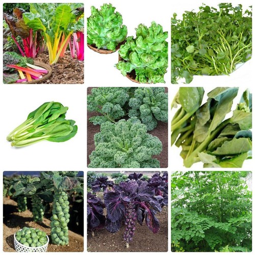 Combo 9 gói hạt giống rau quả dễ trồng - tặng 1 phân bón
