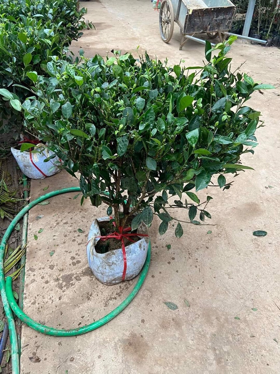 CÂY TRÀ XANH LOẠI TO