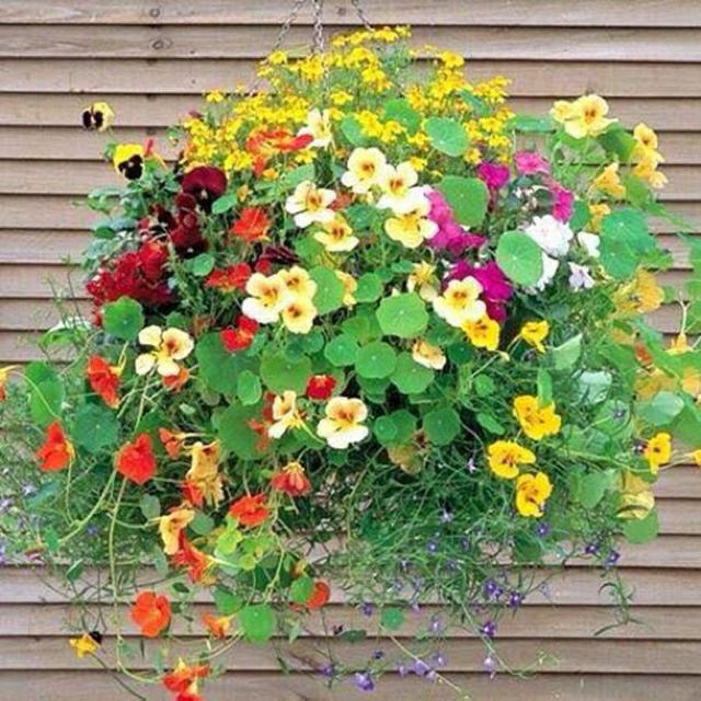 hạt giống hoa sen cạn gói 1gr - dây leo