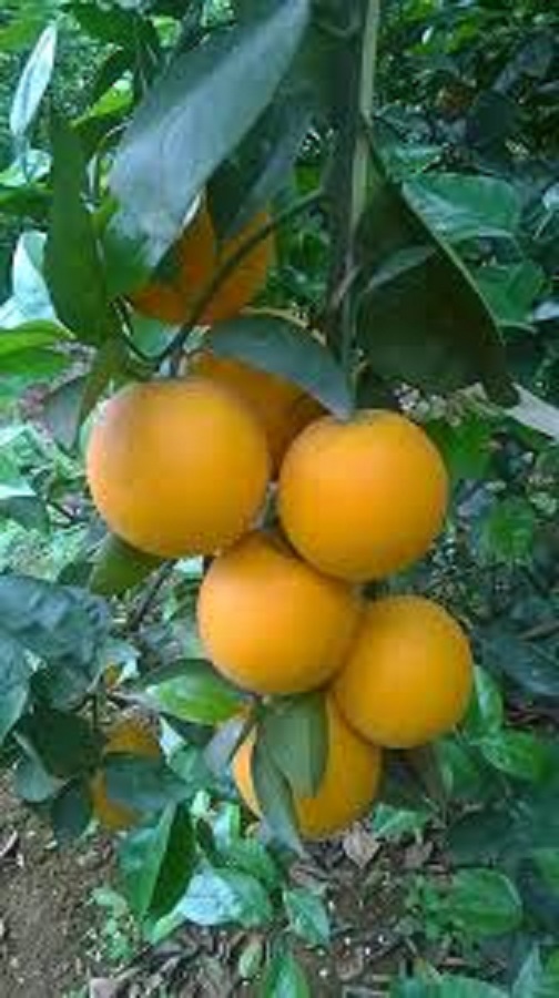CÂY GIỐNG CAM Valencia V2 SIÊU NGON