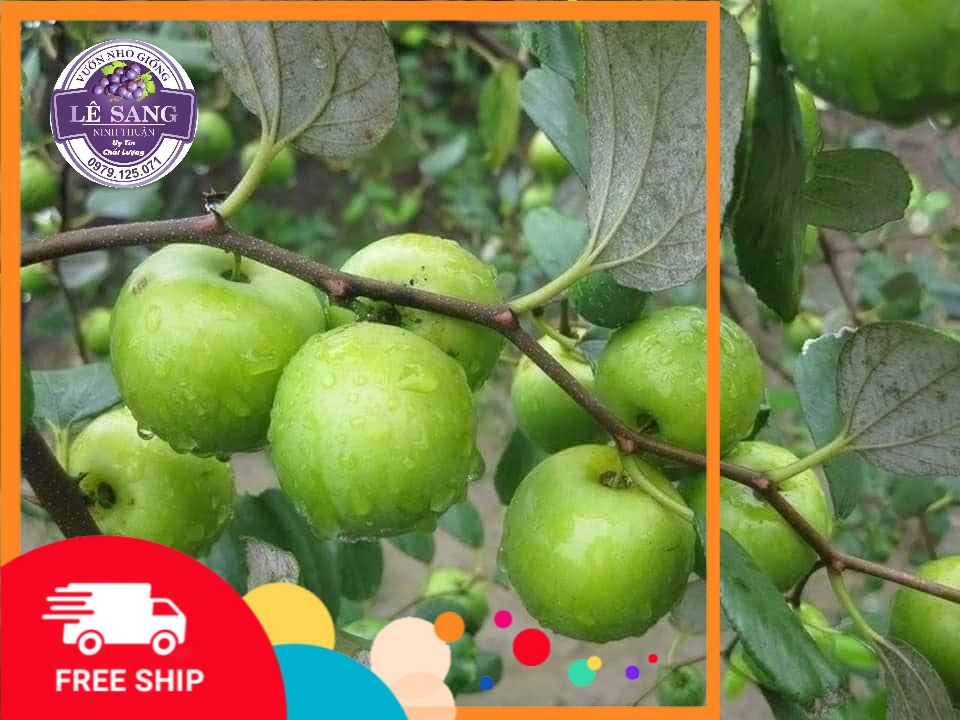Cây táo giống ninh thuận siêu trái