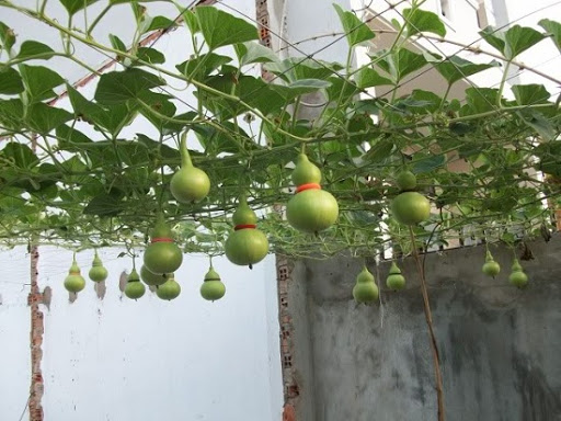 Hạt giống bầu hồ lô cao sản