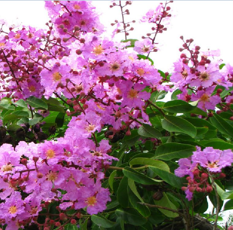 Hạt giống hoa bằng lăng tím - gói 30 hạt