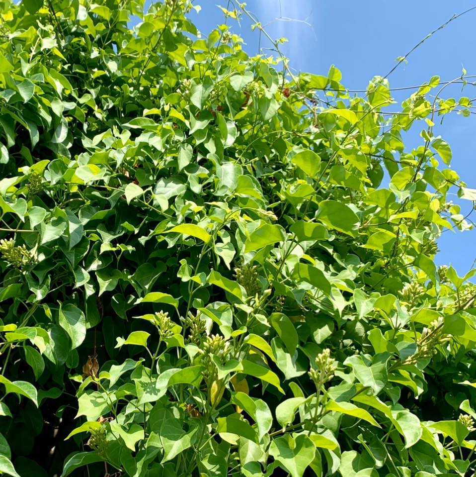 Hạt giống cây lá giang - Gói 10 hạt