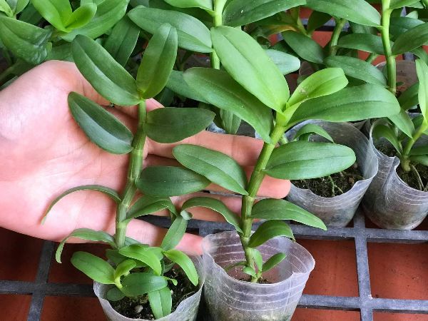 Hoa phong lan 5ct cánh trắng bạch tuyết