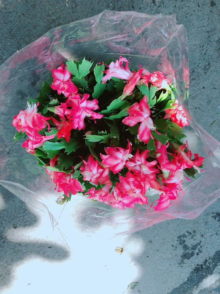 Chậu Hoa Quỳnh Size Đại