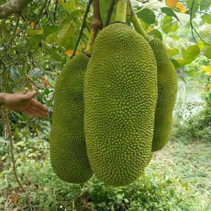 Cây Giống mít trái dài Malaysia (CHUẨN GIỐNG GỐC GHÉP SIÊU TRÁI)