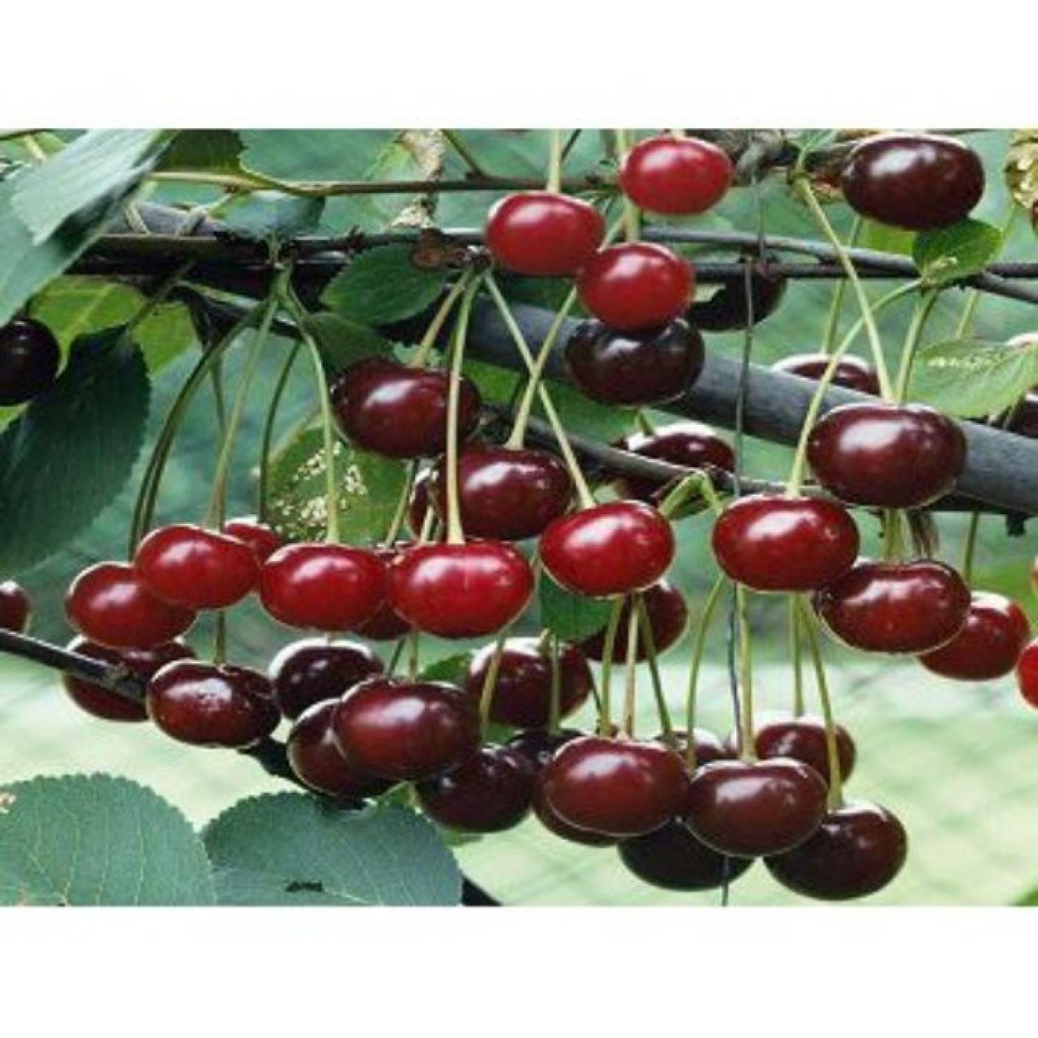 MA242B Gói 5 Hạt Giống Cherry Mỹ Cao Sản