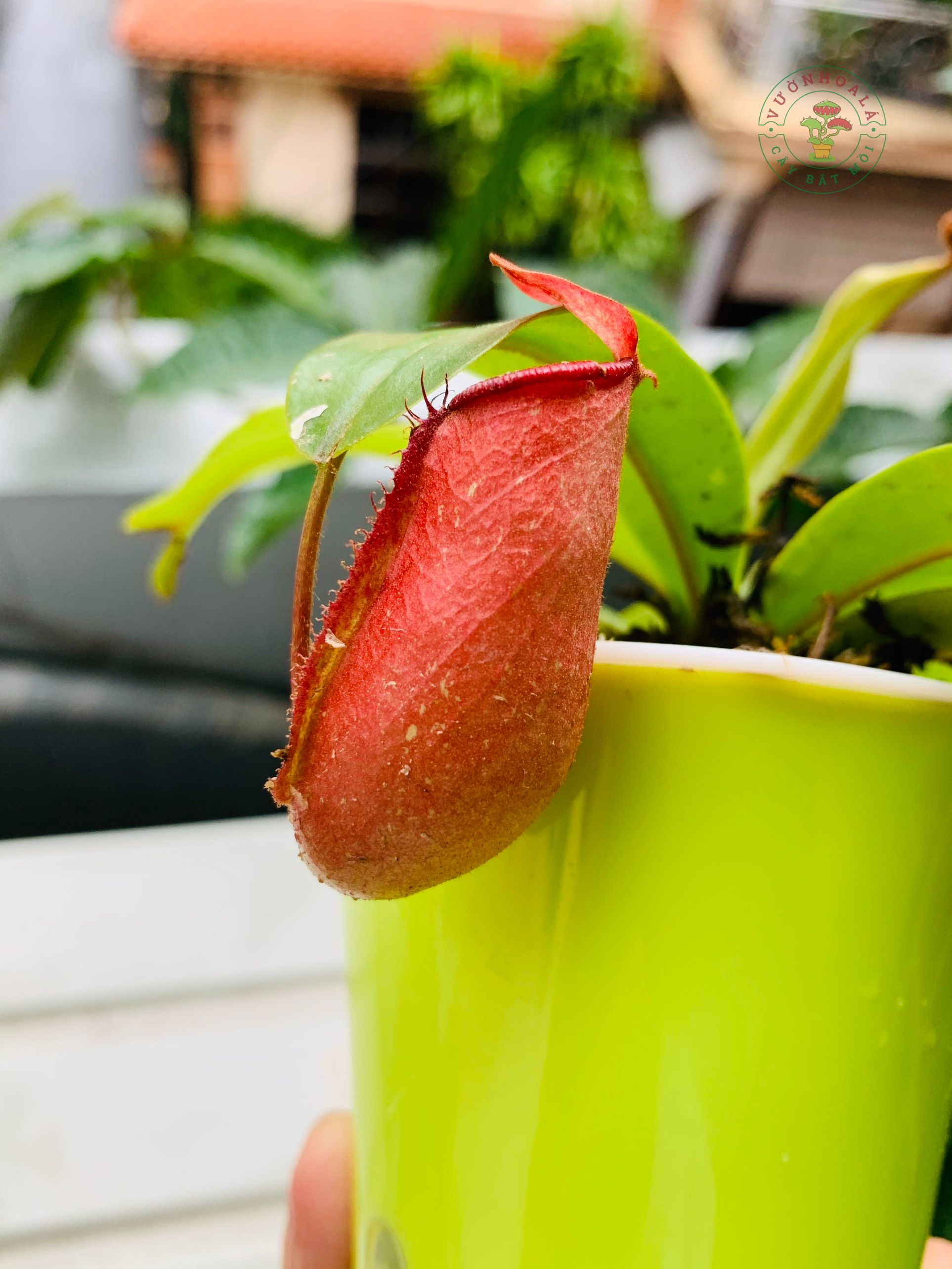 Cây nắp ấm đỏ Gardentech size nhỏ (chậu bán thủy sinh)