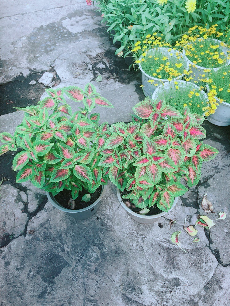 Cây Lá Gấm Vàng Pha Đỏ