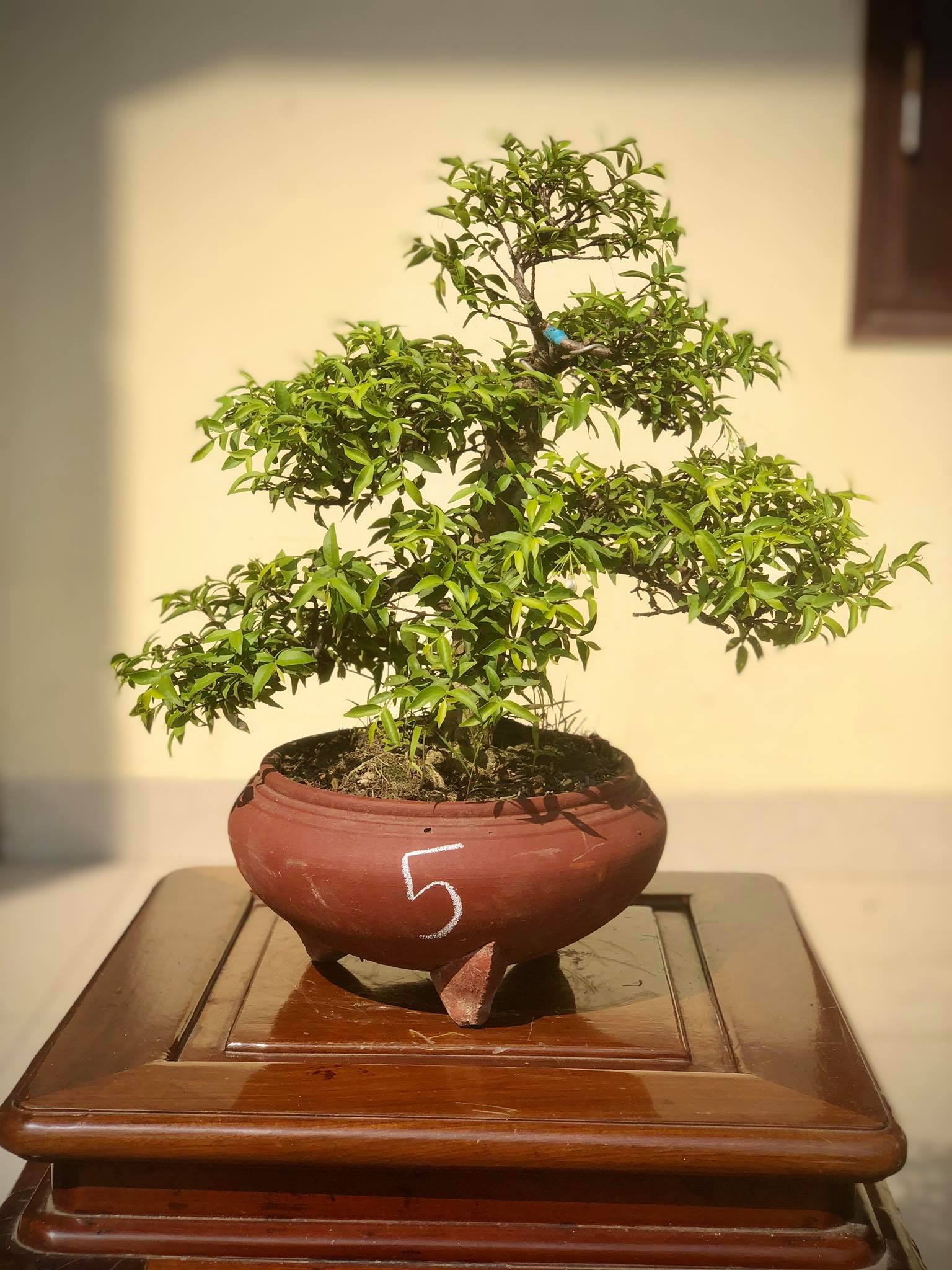 Cây mai chiếu thủy bonsai (ảnh thật) từ 1-8 tùy chọn