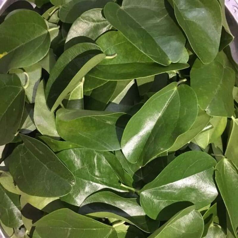 Hạt Giống Sương Sâm Lá Trơn (20H) (ECO.583)