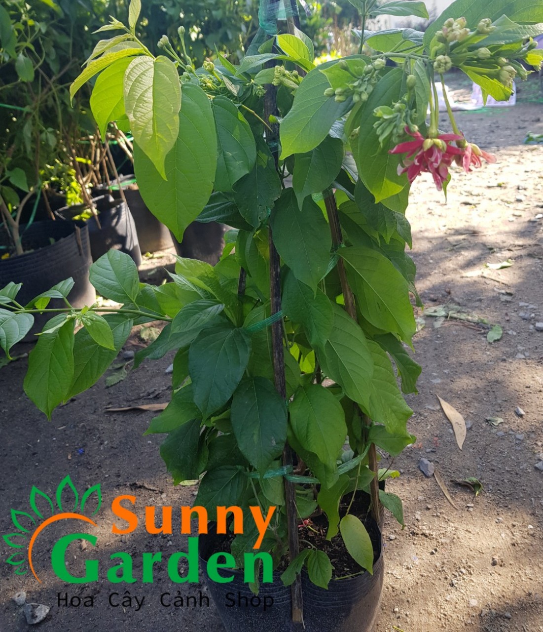 Cây Sử Quân Tử ( Trang Leo), Cao 50-70cm - Cây Cảnh