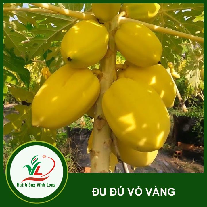 Hạt giống Đu đủ vàng Vĩnh Thành - 5 hạt
