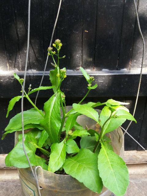 Hạt giống hoa uyển hồng ( Gói 100 hạt)