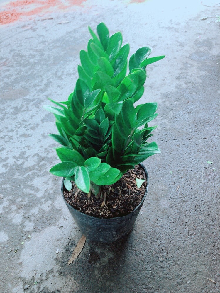 [HCM]Cây Kim Tiền Lớn Cao 50cm