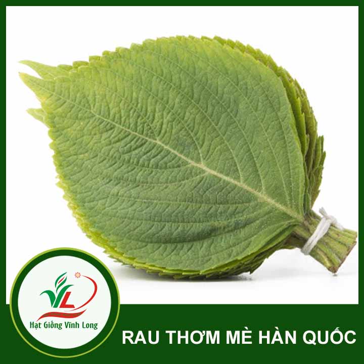 Hạt giống Rau thơm mè Hàn Quốc Sesame - 0,5g