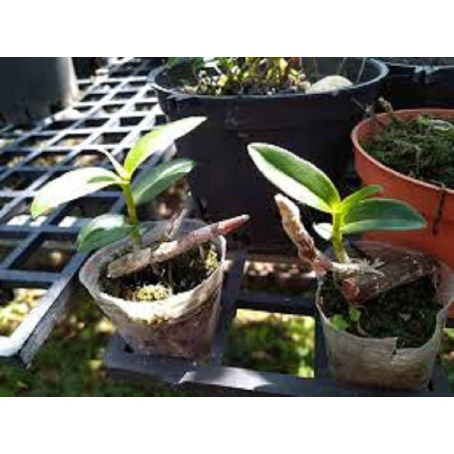 [FREESHIP - Xả Khô Máu] Hoa lan trầm thanh củi ( cây to khỏe,bộ rễ đẹp)+ 700g phân thỏ hữu cơ
