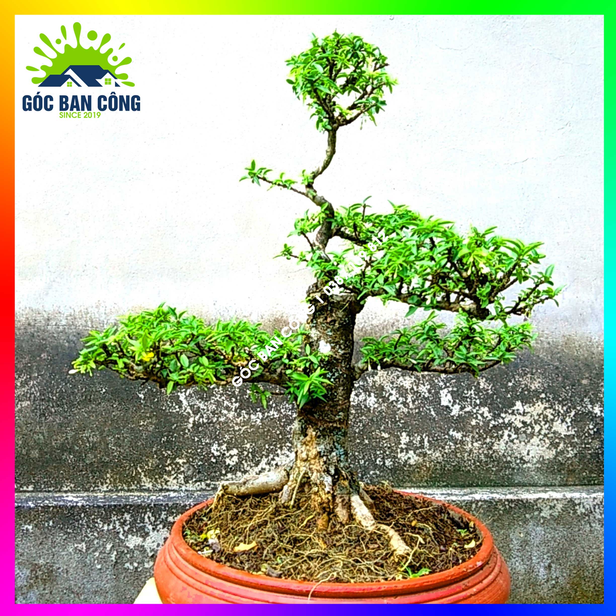 Mai Chiếu Thủy Kim Giòn Bonsai Mini - CTBS01
