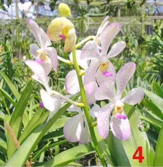 5 cây giống lan Mokara cao 15-20cm nhiều màu đỏ vàng tím hồng cam ngoài trời & sân vườn đồ dùng làm vườn cây cảnh hạt giống củ giống