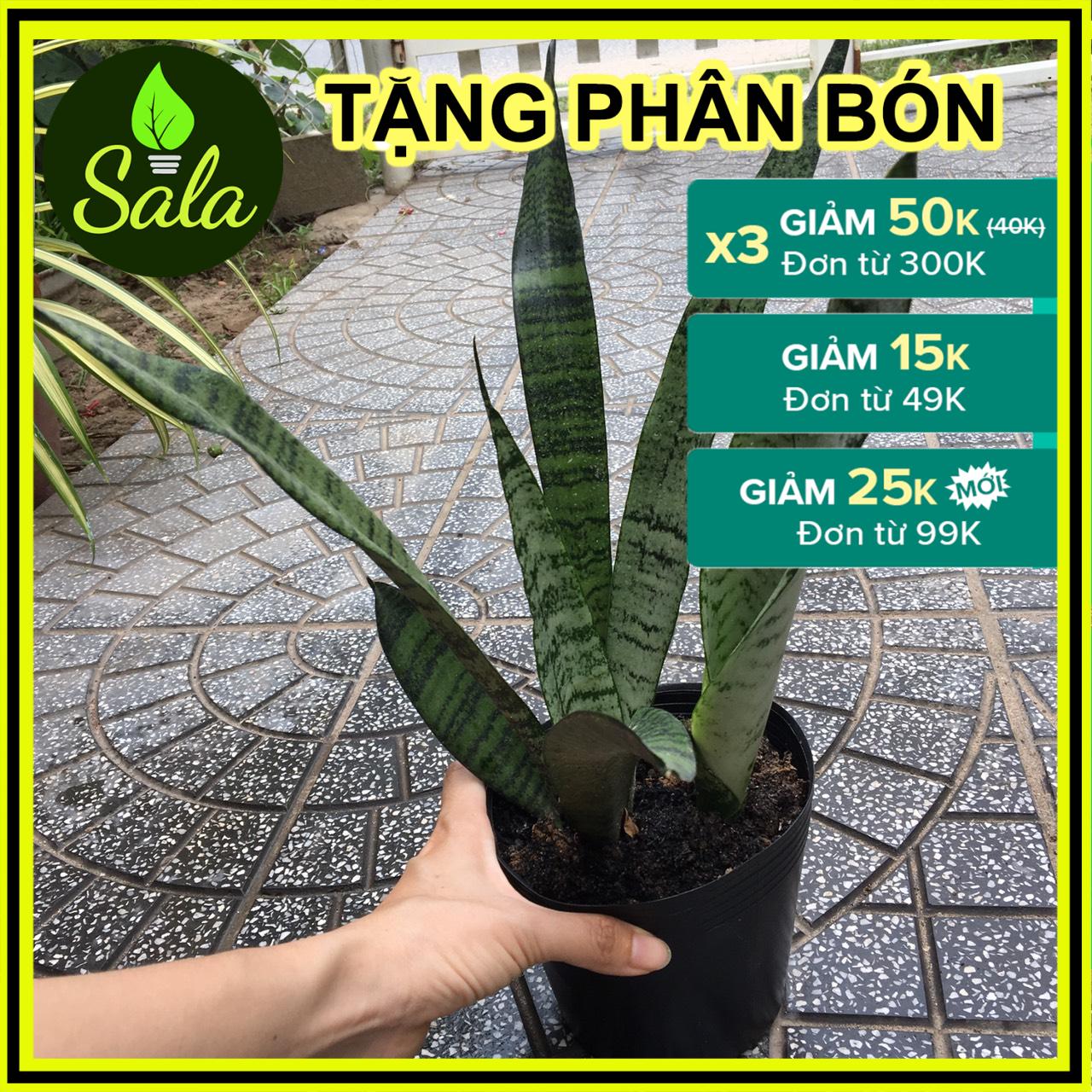 CÂY LƯỠI HỔ XANH DÁNG CAO 1 CÂY (40-50CM)
