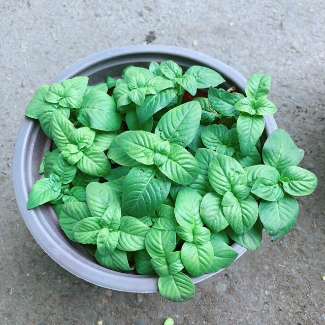 Cây Quế Vị