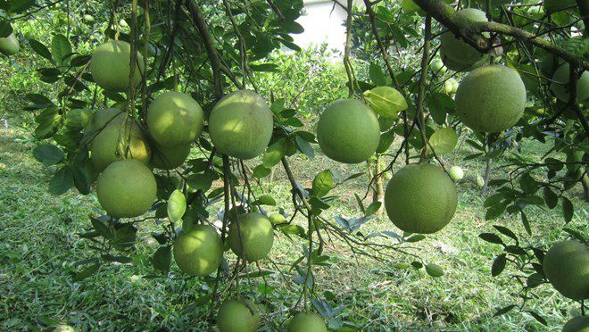 Cây bưởi đoan hùng giống