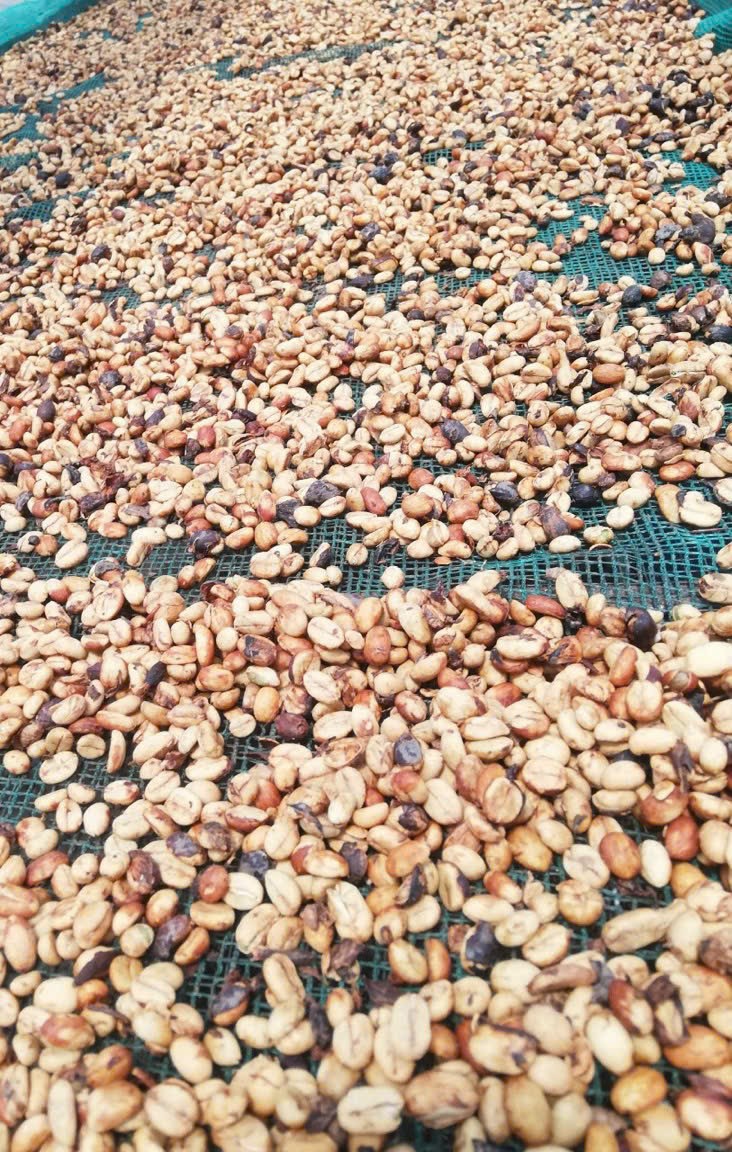 500gram Hạt giống cà phê mít vỏ lụa