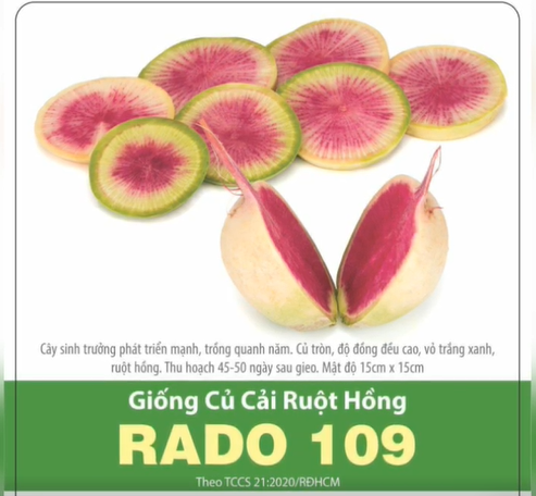 Hạt giống củ cải ruột hồng