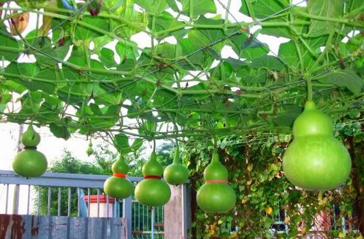 Hạt Giống Bầu Hồ Lô Quả To - 10 Hạt