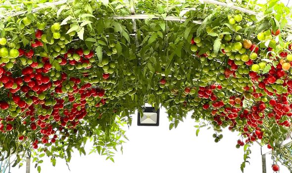 Hạt giống cà chua bạch tuộc( cà chua leo giàn) gói 30 hạt