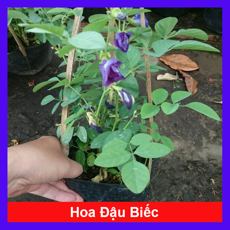 Cây Hoa Đậu Biếc - Cây cảnh sân vườn