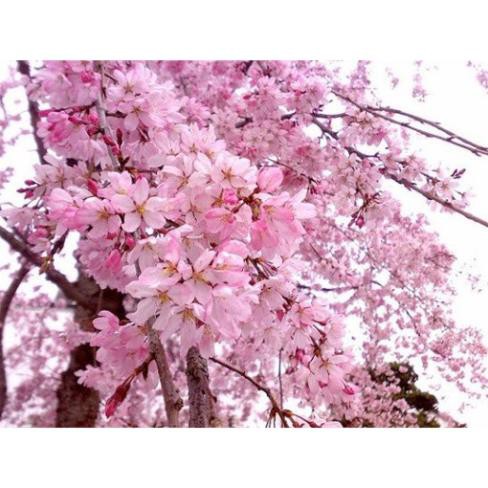 BẦU CÂY GIỐNG HOA ANH ĐÀO NHẬT BẢN