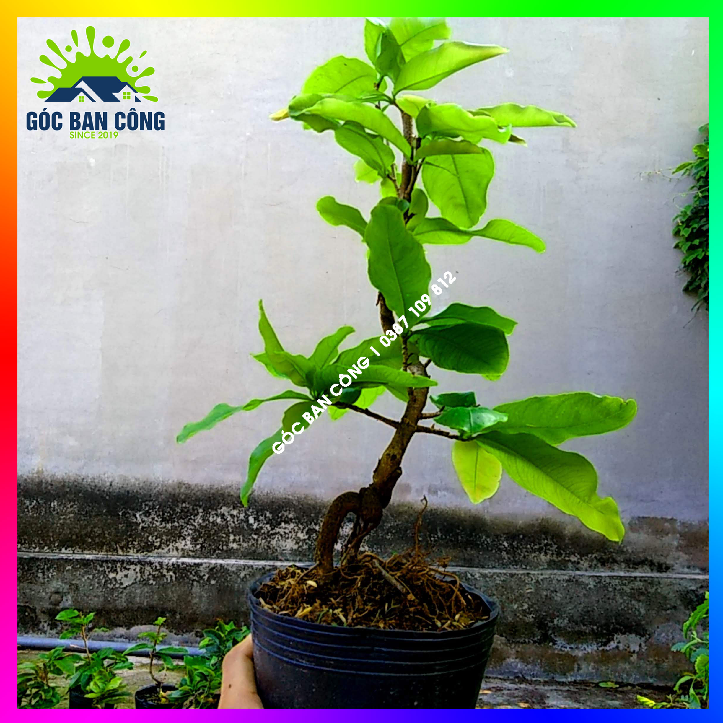Mai Cúc Bonsai Mini