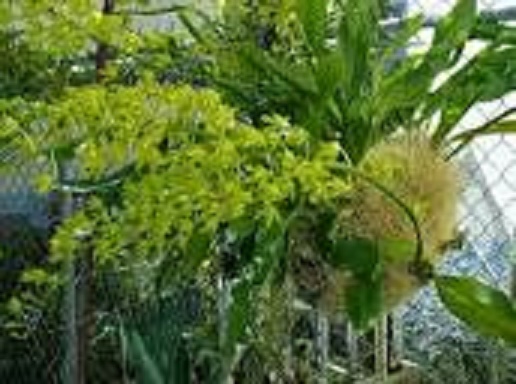 CHẬU LAN VŨ NỮ HOÀNG HẬU XANH