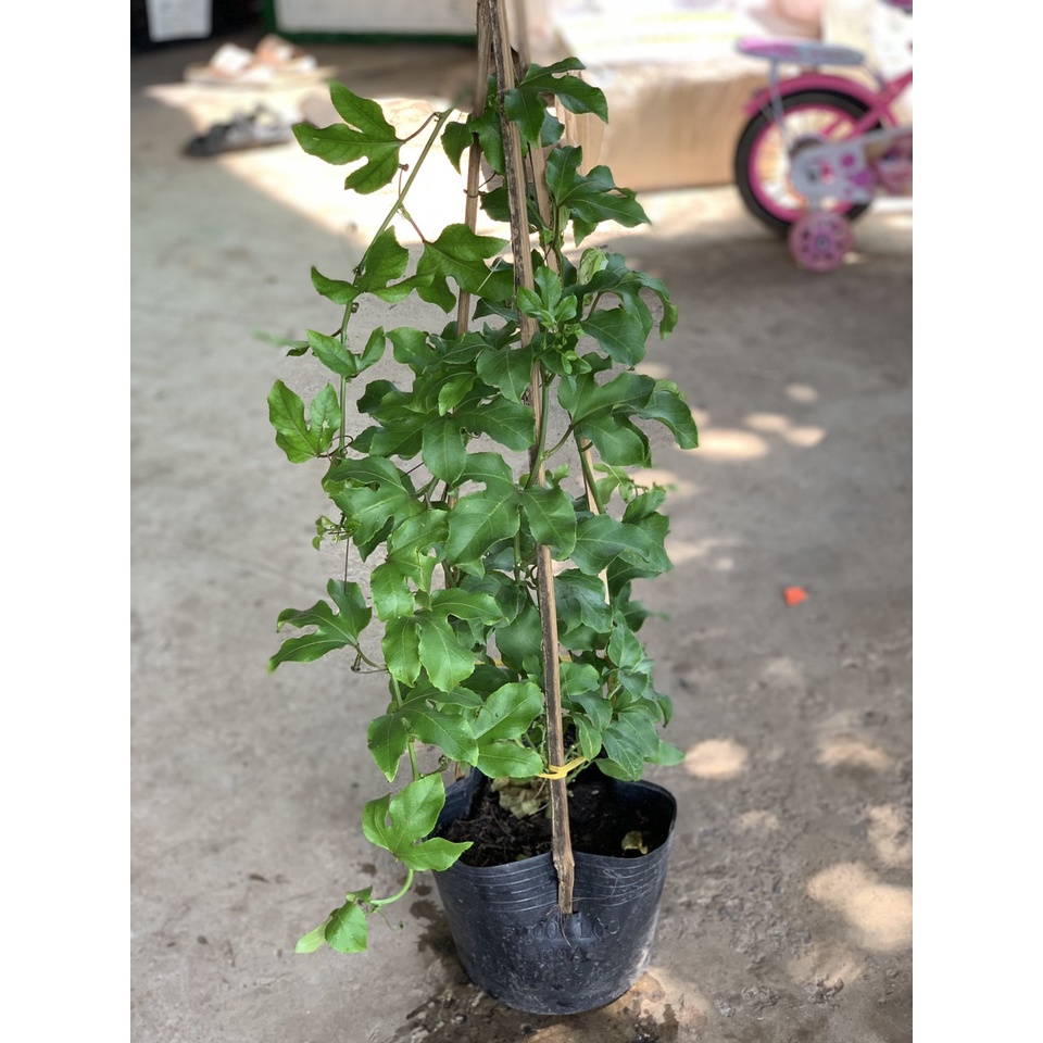 Cây chanh dây trưởng thành đang hoặc sắp cho hoa