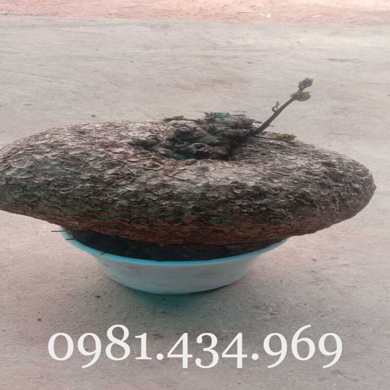 CỦ ĐỒNG TIỀN (BÌNH VÔI) TRÒN VO CÓ LÁ ĐẸP ĐỦ SIZE (NGOẠI CỠ IB) Chuẩn