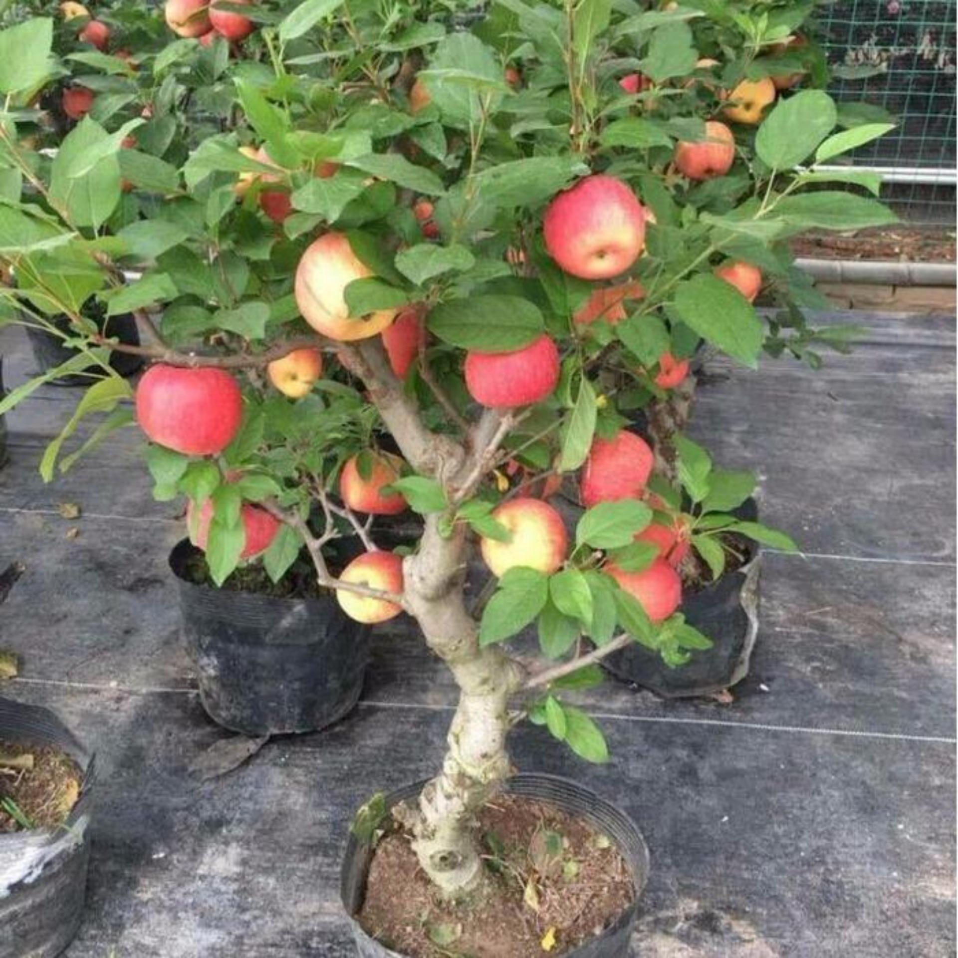 15 Hạt giống Táo lùn đỏ