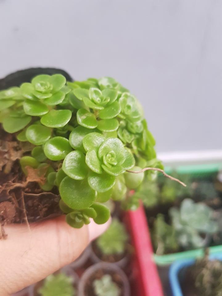 Sen Đá Sedum Vảy Cá Xanh