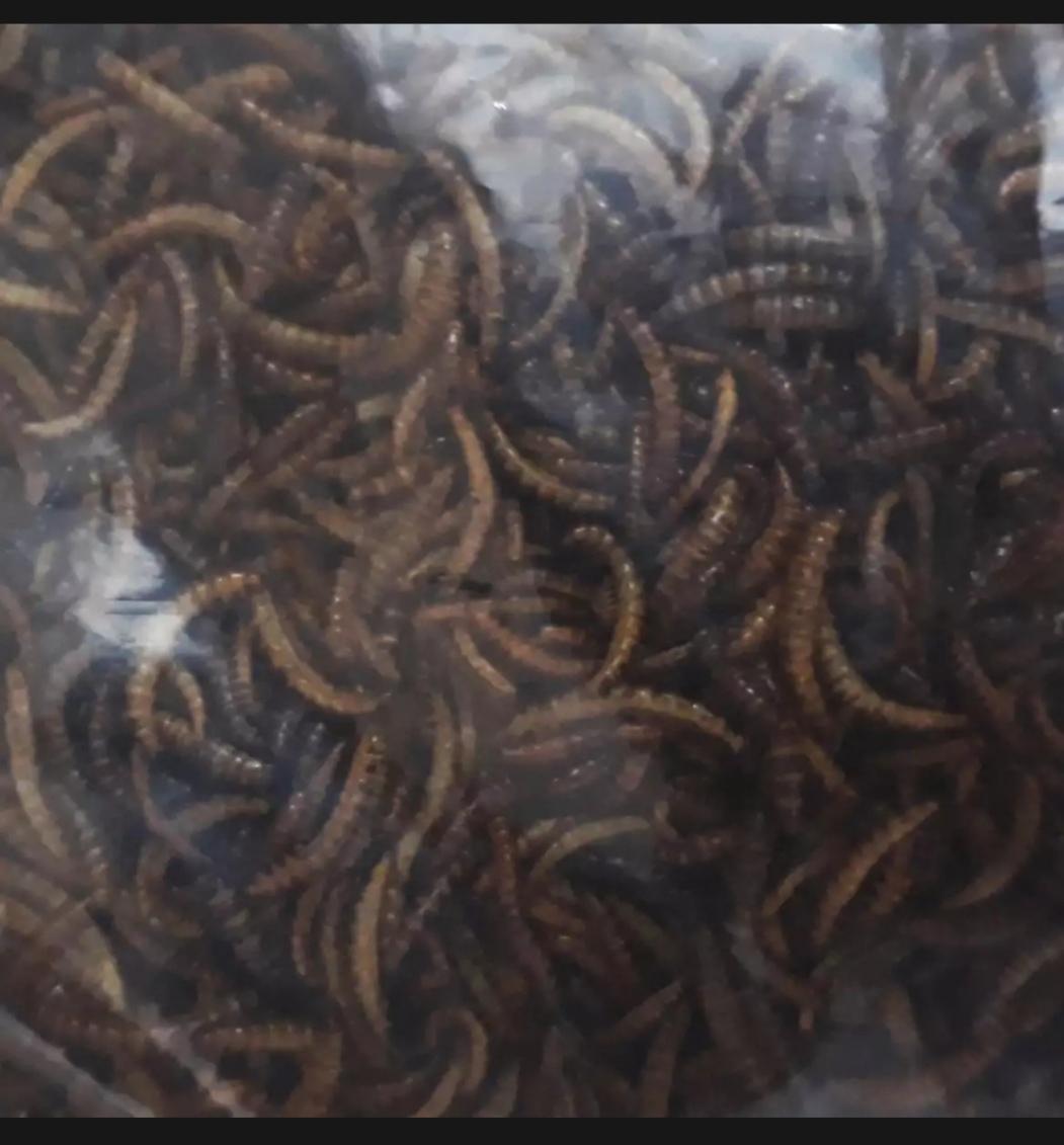 [HCM]Sâu Khô Cho Chim Ăn 20g - Sâu Khô Cho Gà Trộn Chung Với Cám - Thức Ăn Chim *