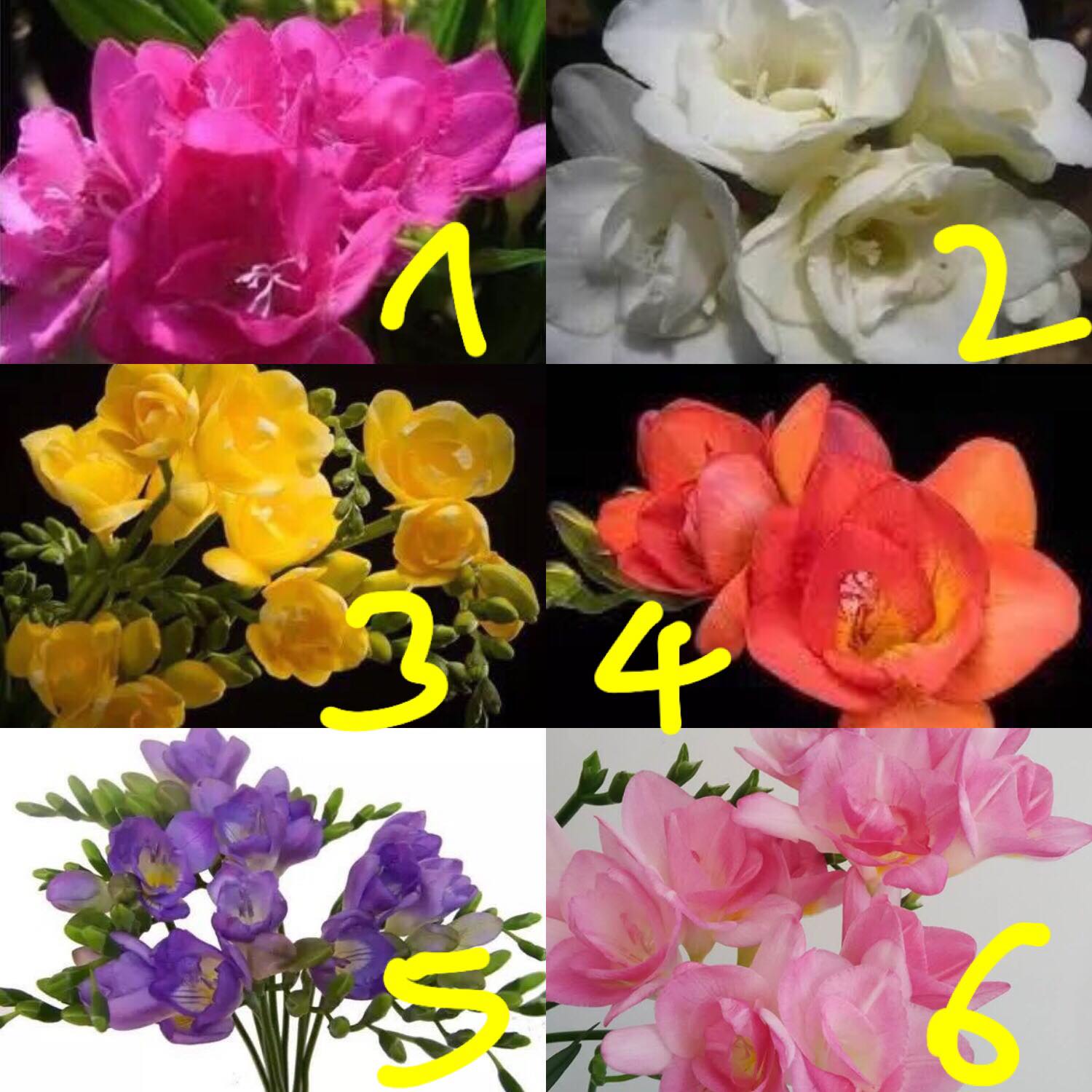 Củ giống hoa lan nam phi hoa màu tím - 1 củ